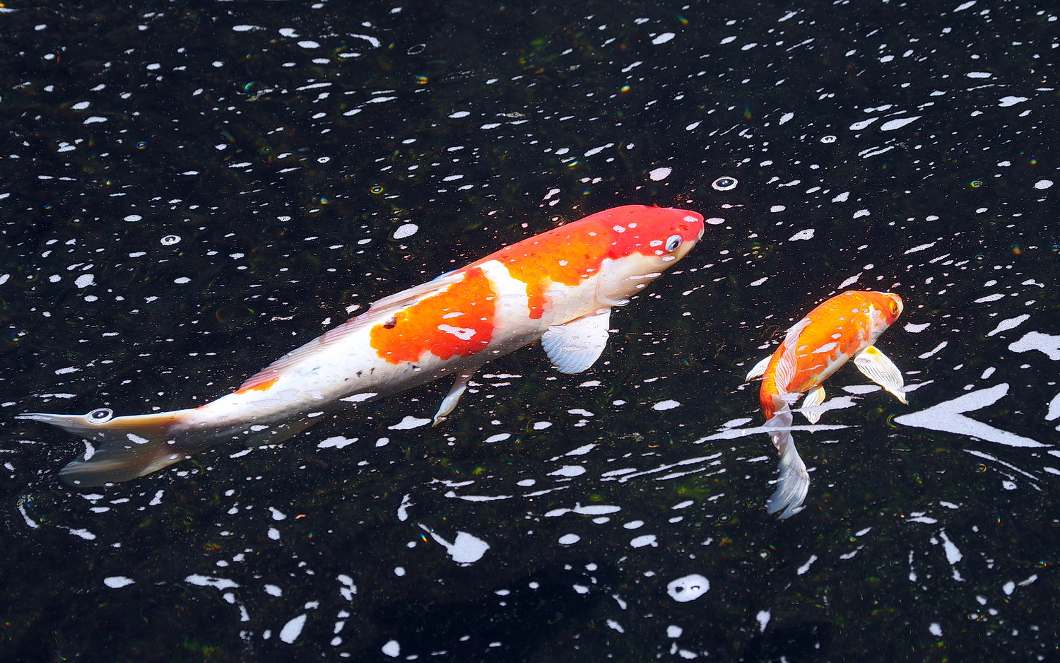 陳永鑑_錦鯉遊緃_20200601a.jpg