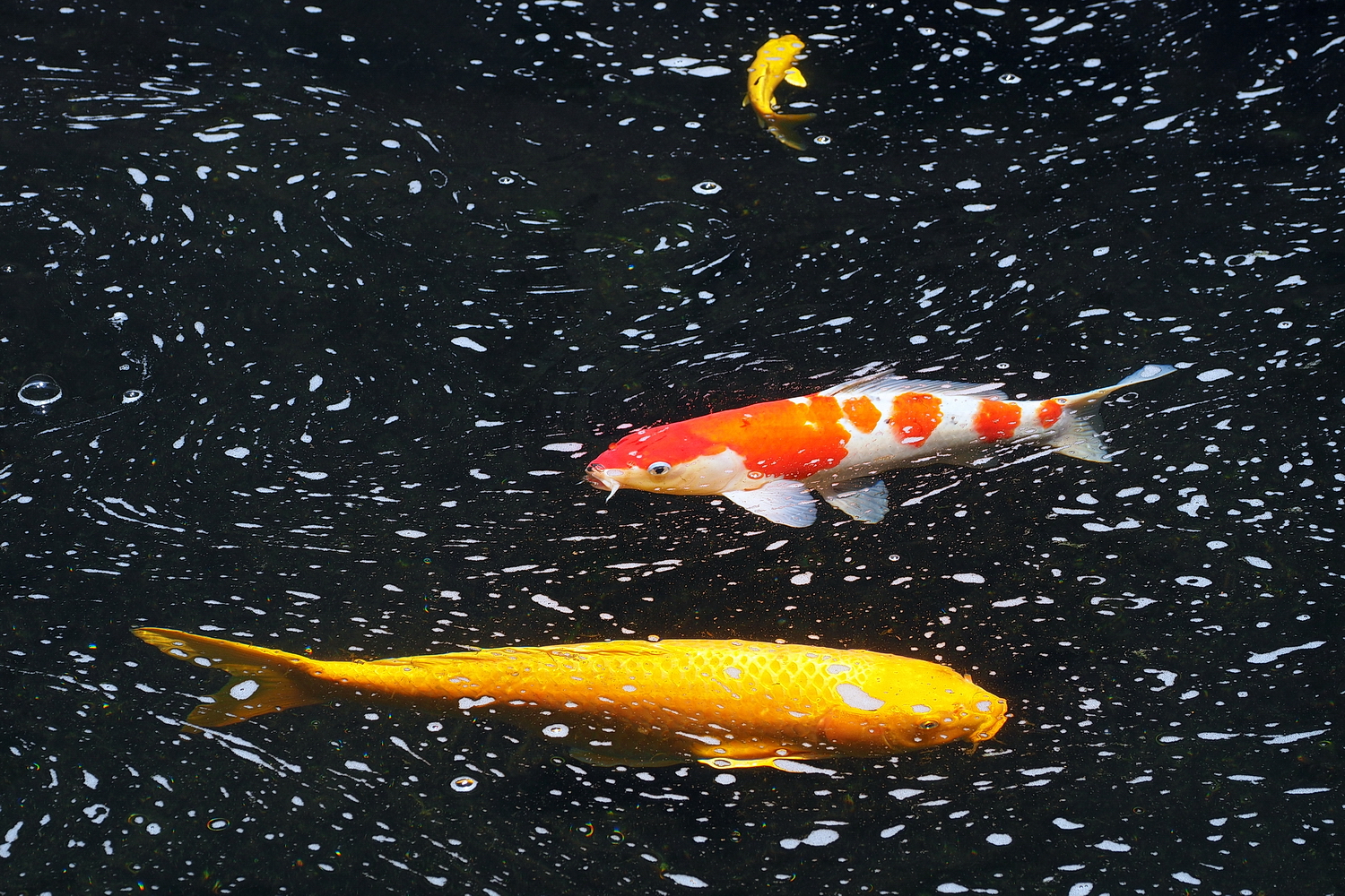 陳永鑑_錦鯉遊緃_20200602e.jpg
