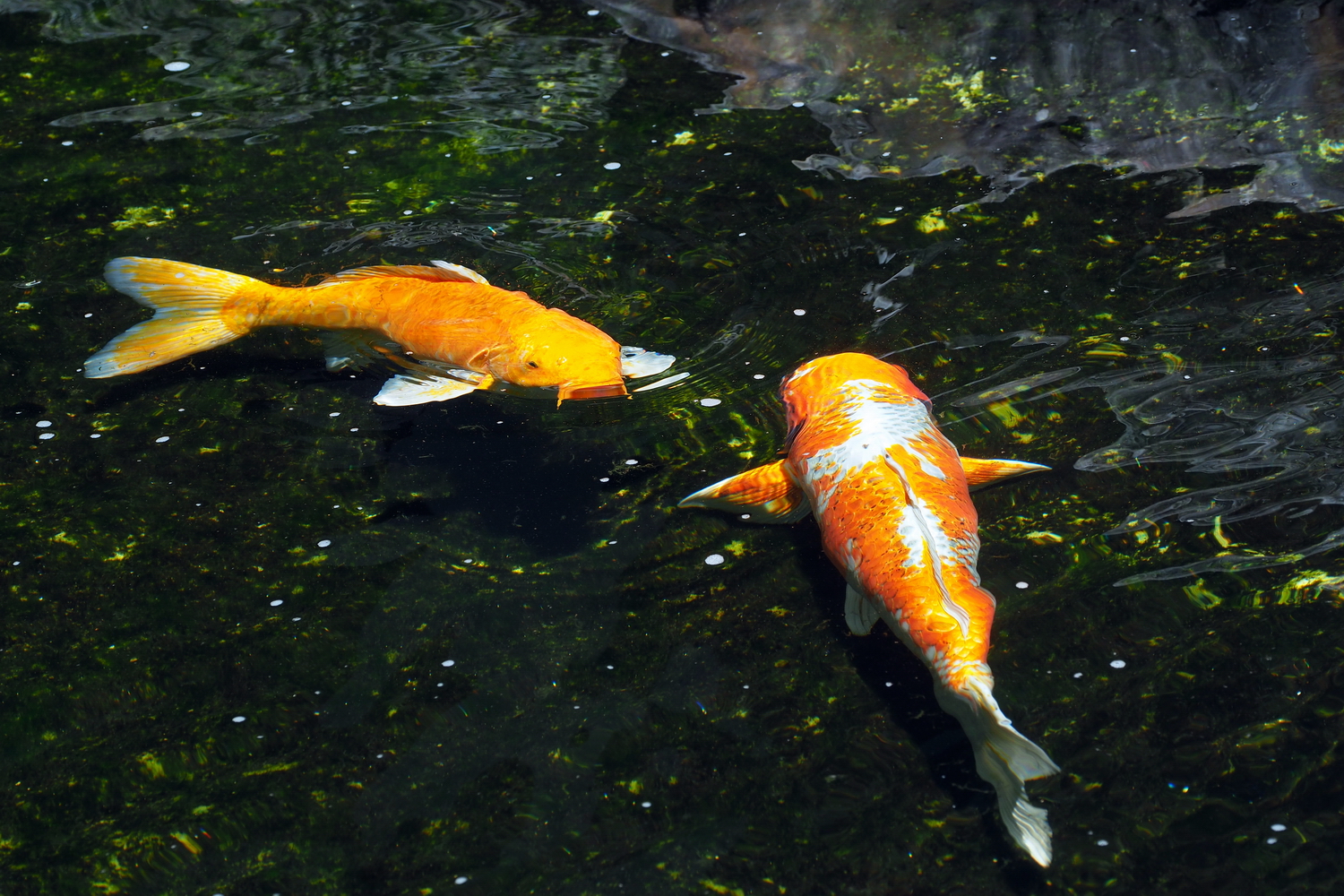 陳永鑑_錦鯉遊緃_20200602n.jpg