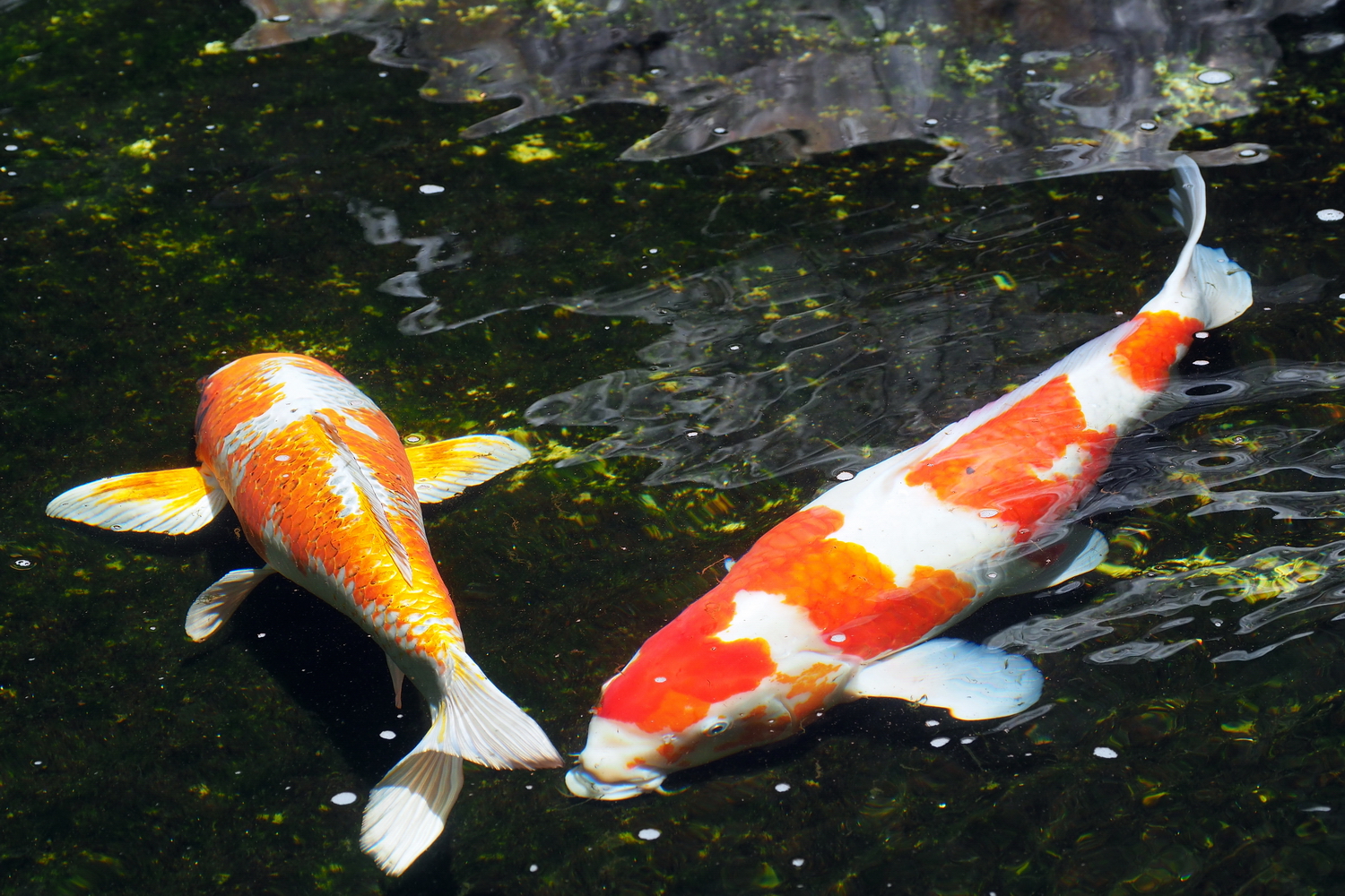 陳永鑑_錦鯉遊緃_20200602l.jpg