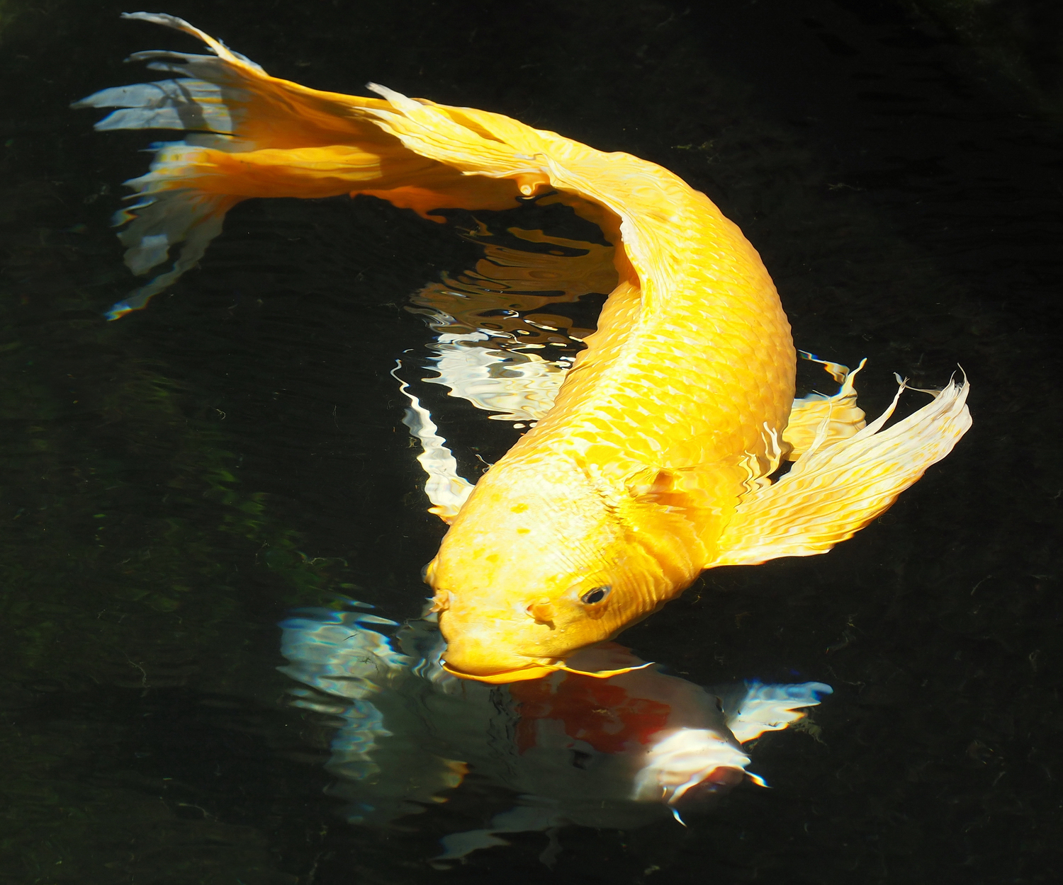 陳永鑑_錦鯉遊緃_20200603d.jpg