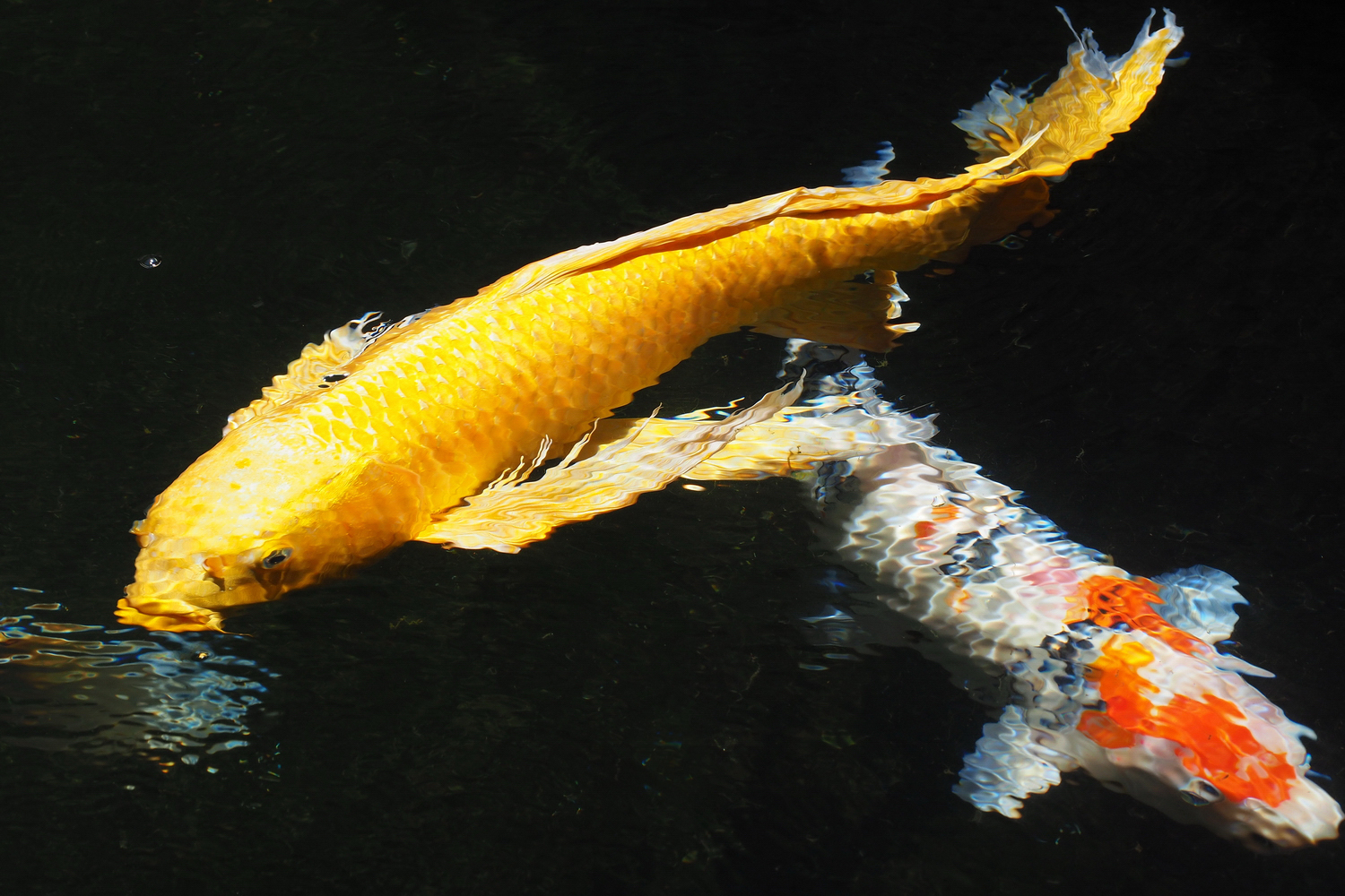 陳永鑑_錦鯉遊緃_20200603e.jpg