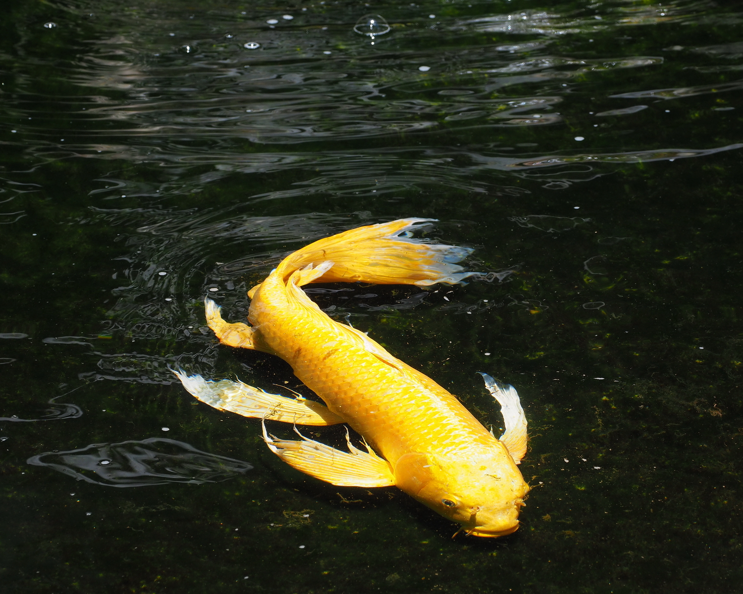 陳永鑑_錦鯉遊緃_20200604f.jpg