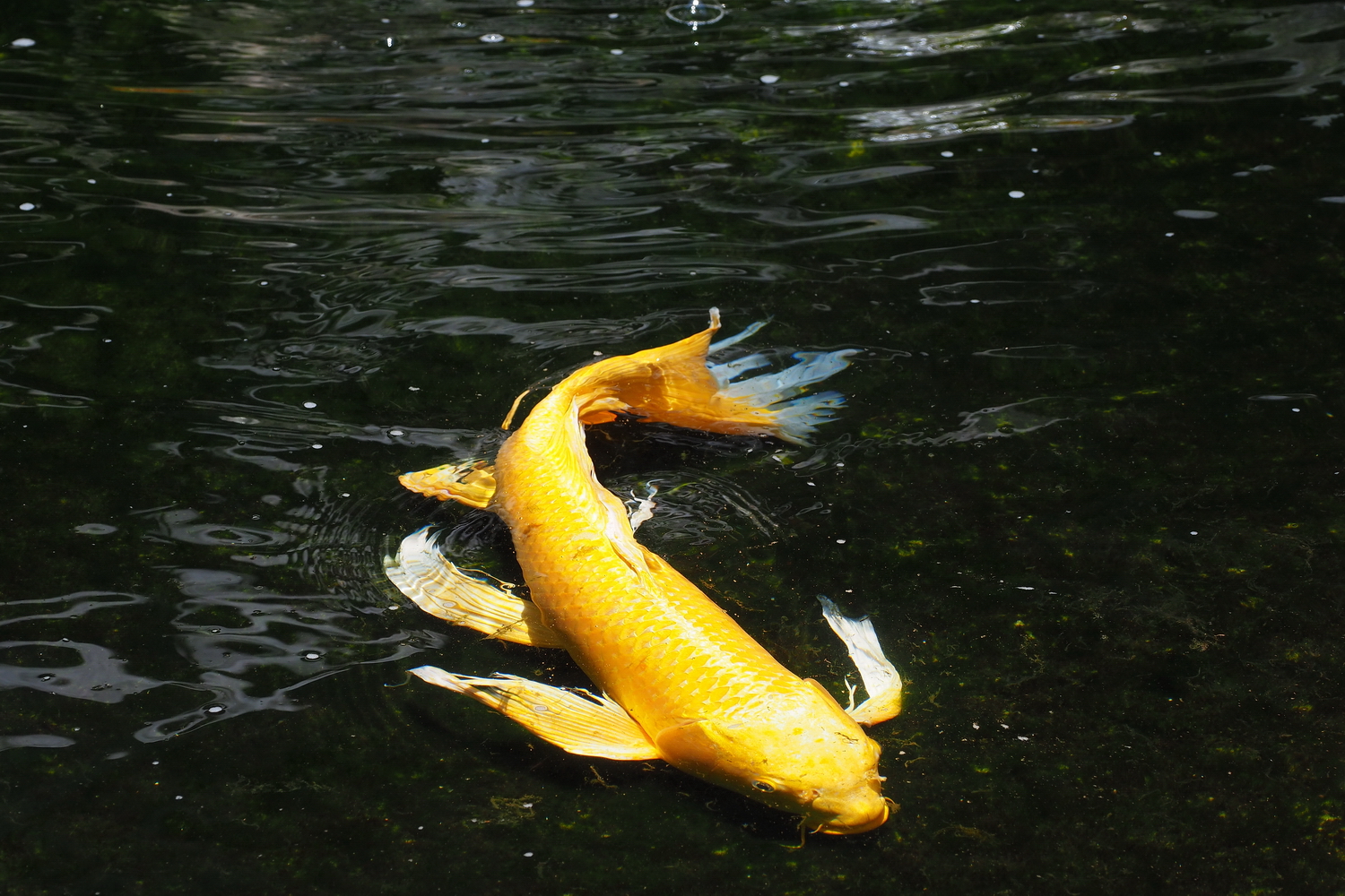 陳永鑑_錦鯉遊緃_20200604e.jpg