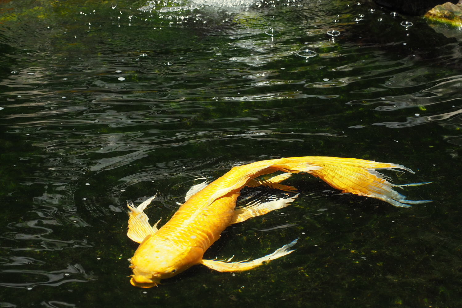 陳永鑑_錦鯉遊緃_20200604d.jpg