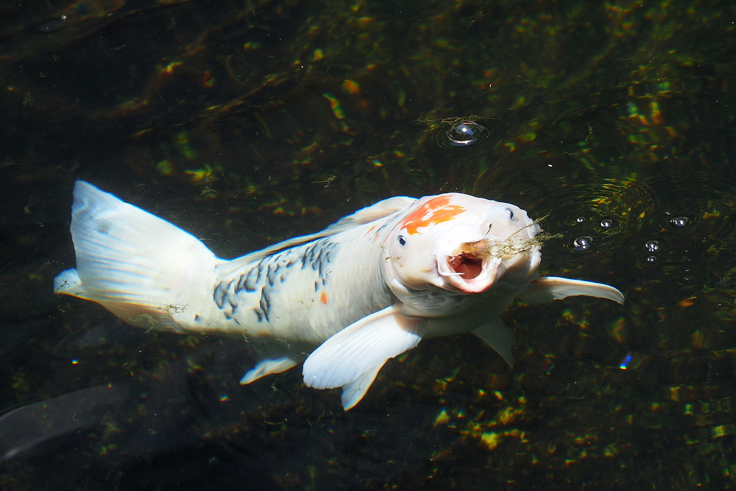 陳永鑑_錦鯉遊緃_20200605d.jpg