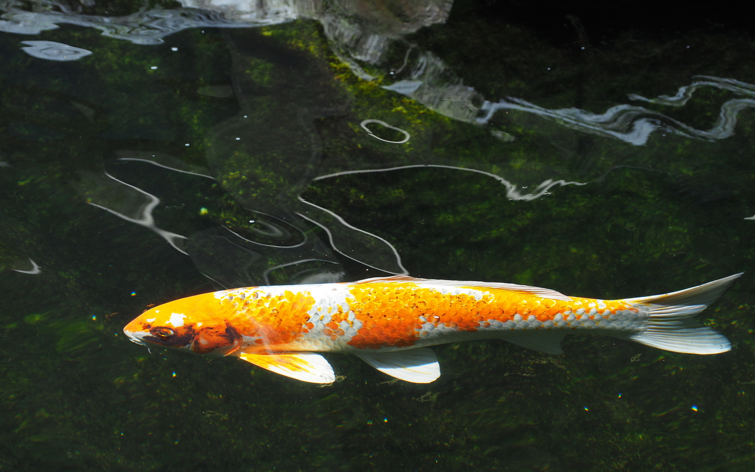 陳永鑑_錦鯉遊緃_20200605b.jpg