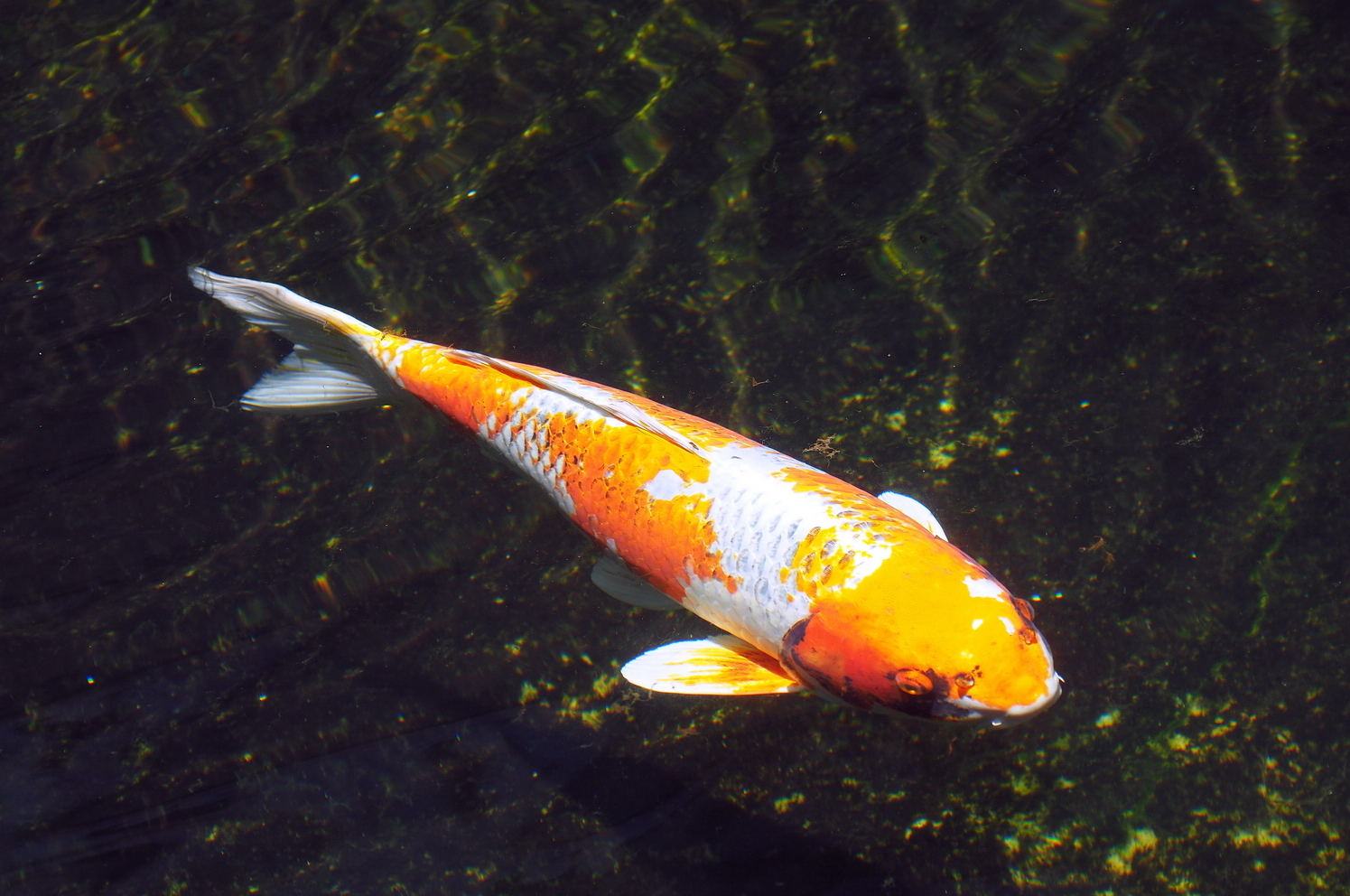 陳永鑑_錦鯉遊緃_20200605a.jpg