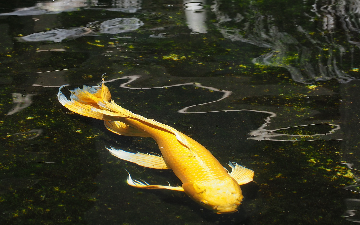 陳永鑑_錦鯉遊緃_20200613f.jpg