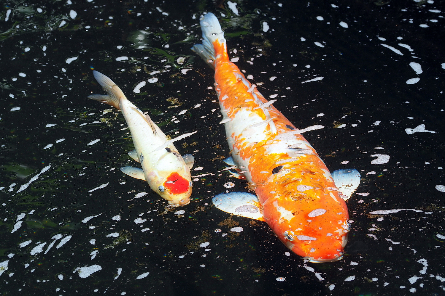 陳永鑑_錦鯉遊緃_20200613k.jpg