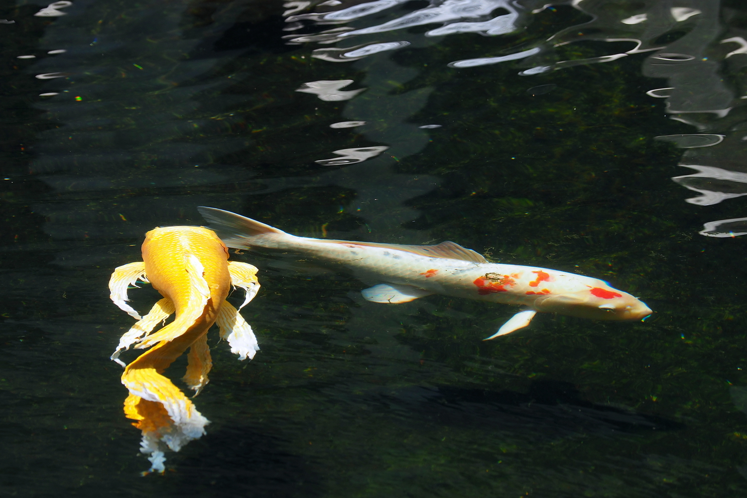 陳永鑑_錦鯉遊緃_20200614a.jpg
