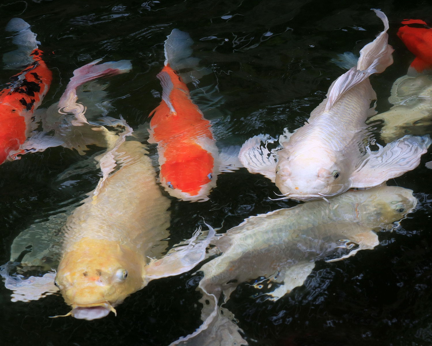 陳永鑑_錦鯉遊緃_20200614n.jpg