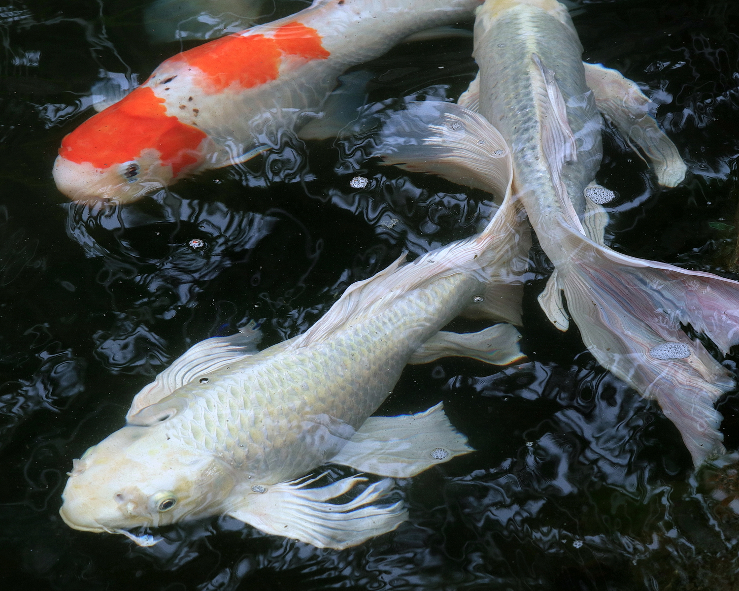 陳永鑑_錦鯉遊緃_20200615d.jpg