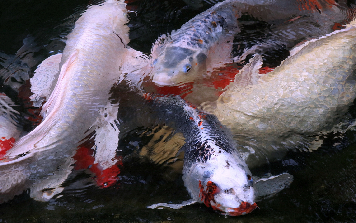 陳永鑑_錦鯉遊緃_20200615b.jpg