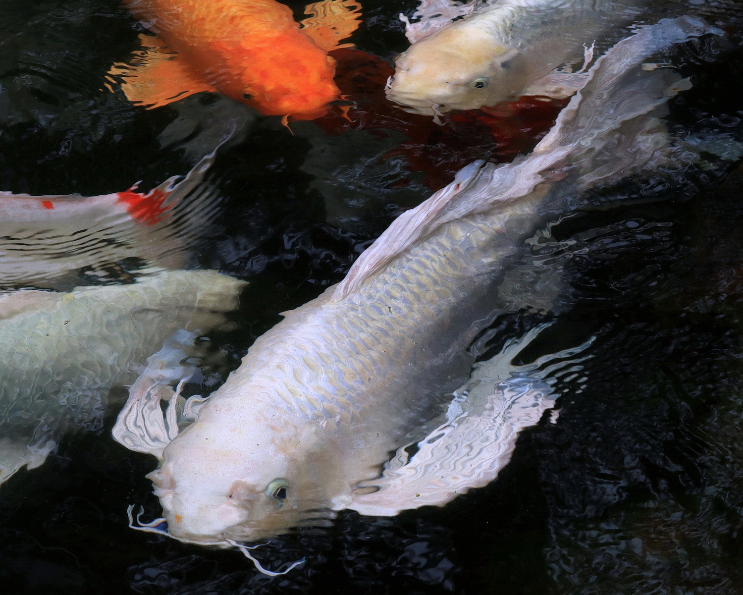 陳永鑑_錦鯉遊緃_20200615a.jpg