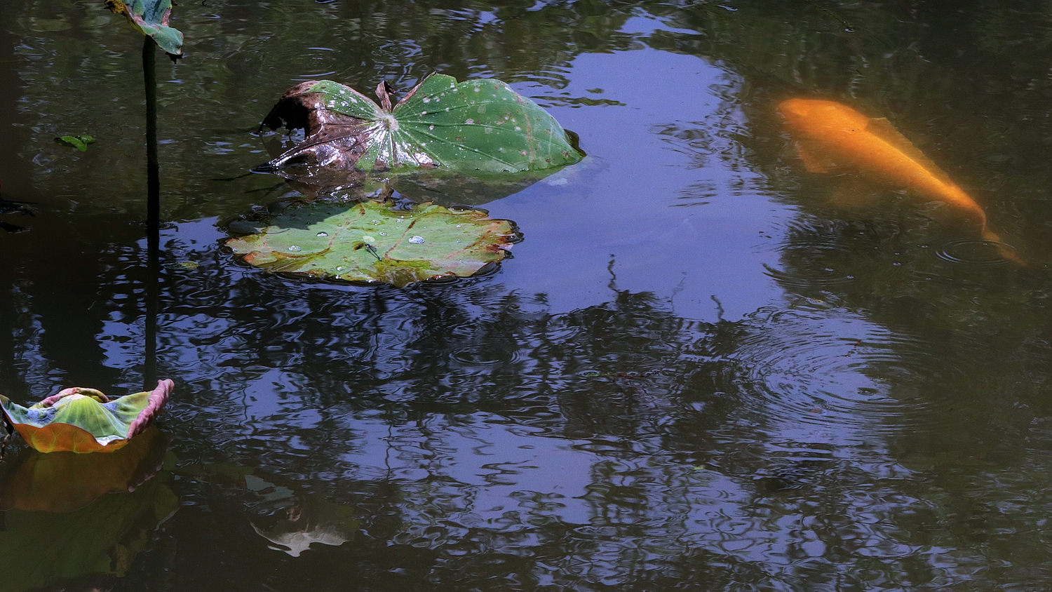 陳永鑑_錦鯉遊緃_20200615s.jpg