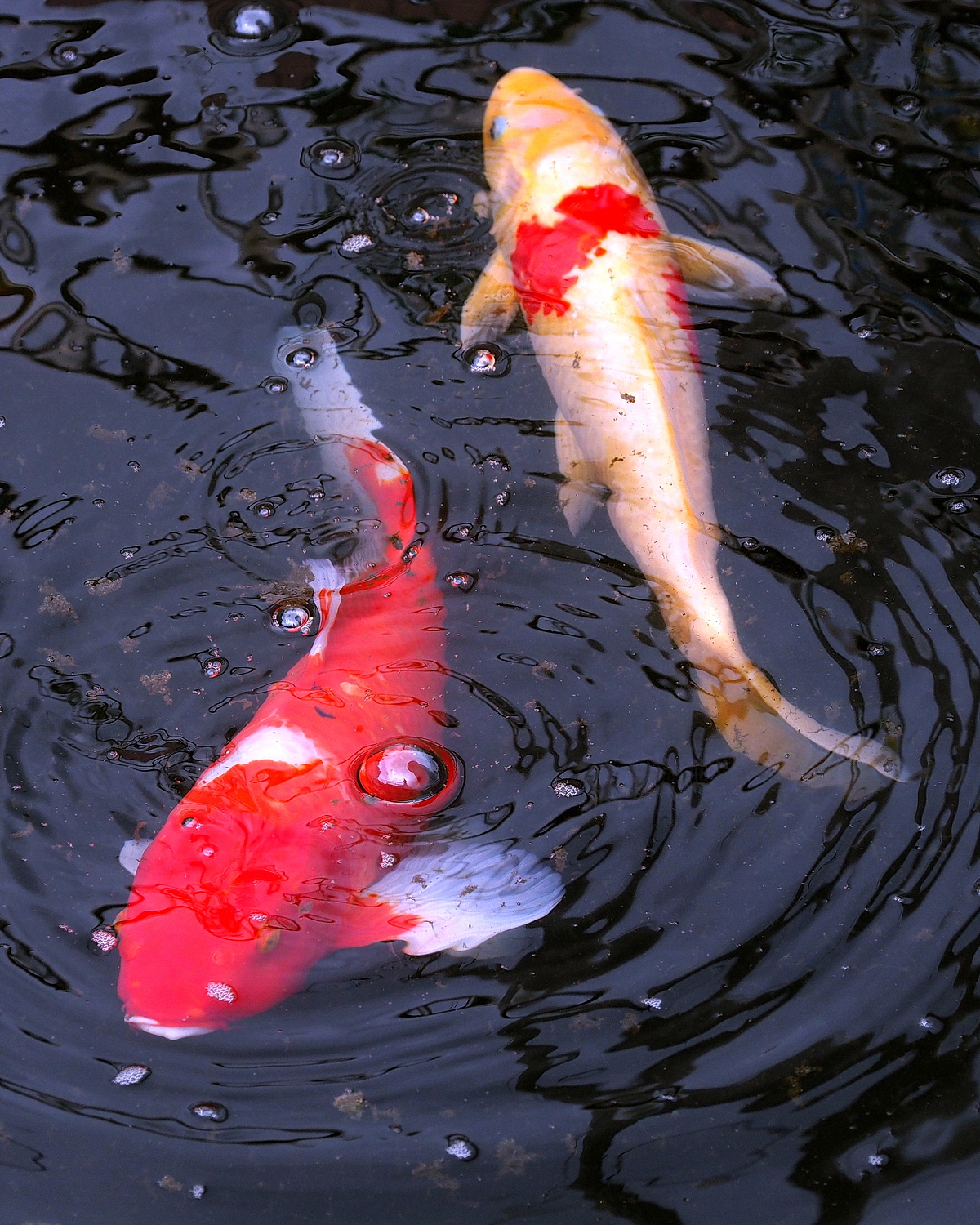陳永鑑_錦鯉遊緃_20200617e.jpg