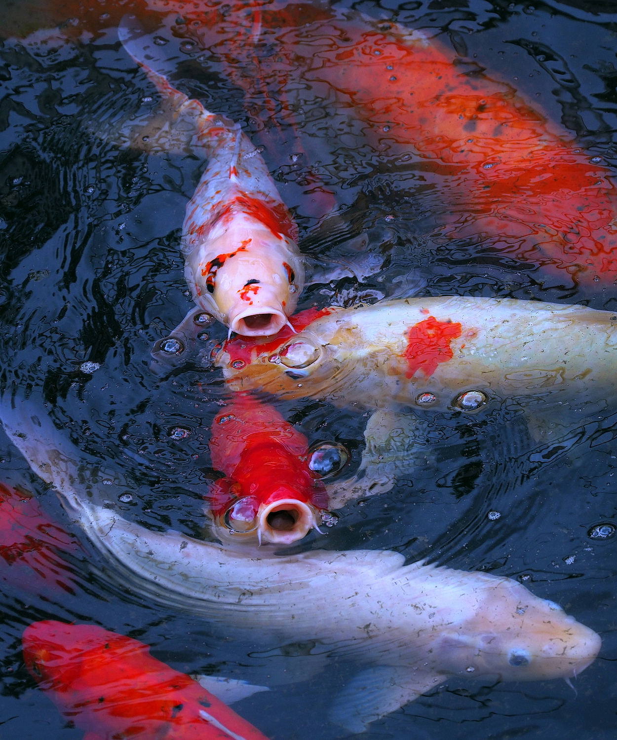陳永鑑_錦鯉遊緃_20200617b.jpg