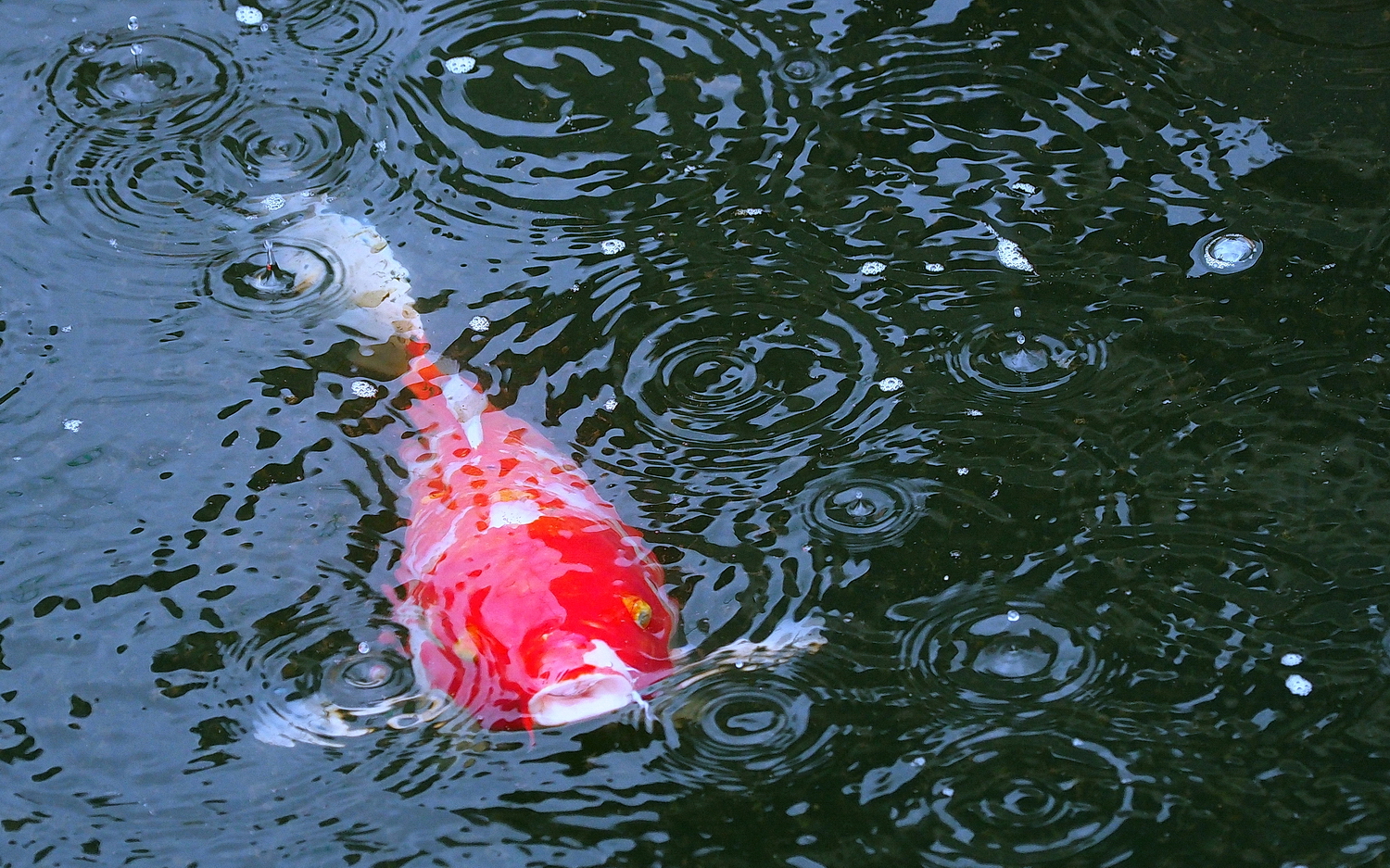 陳永鑑_錦鯉遊緃_20200617j.jpg