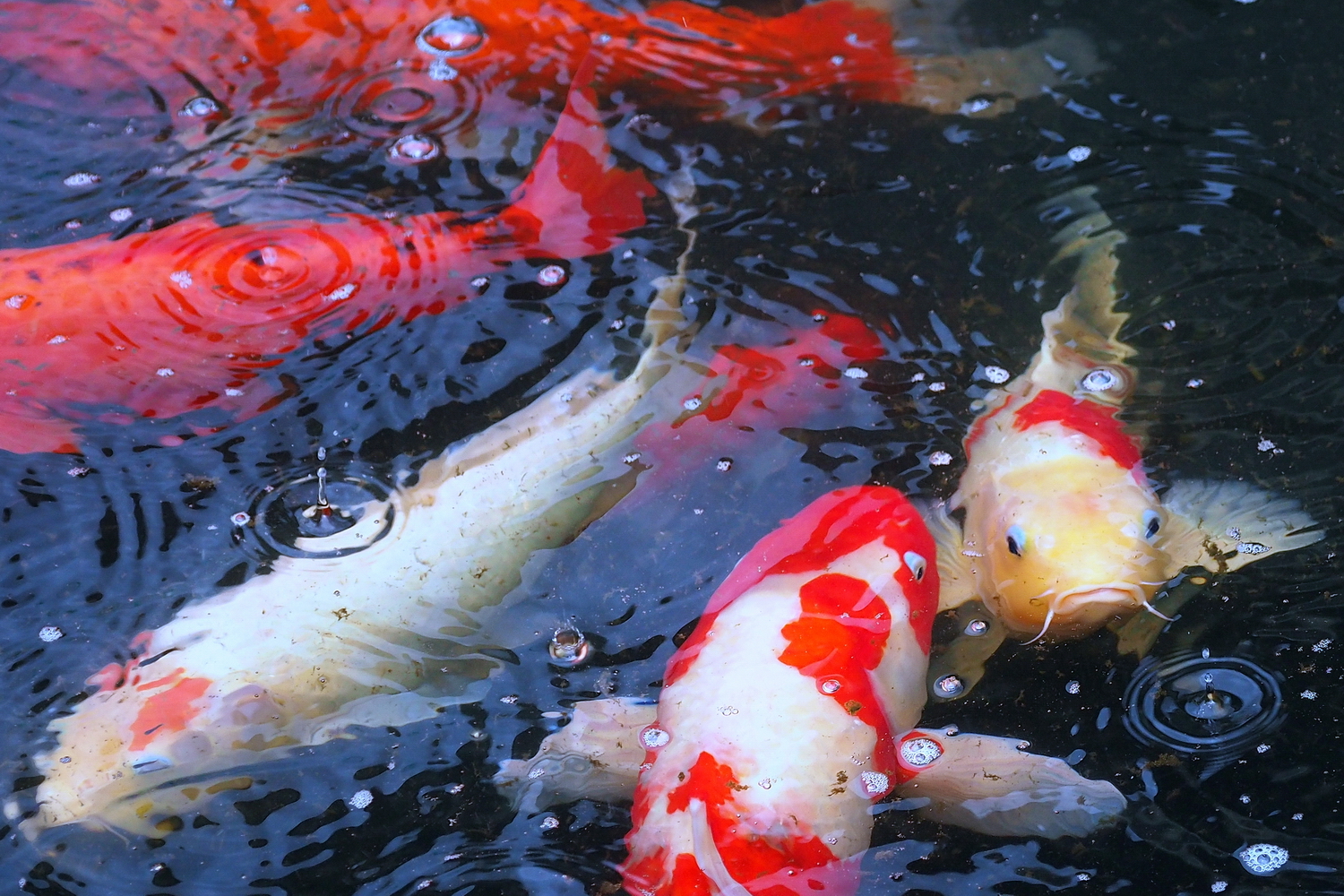 陳永鑑_錦鯉遊緃_20200617i.jpg