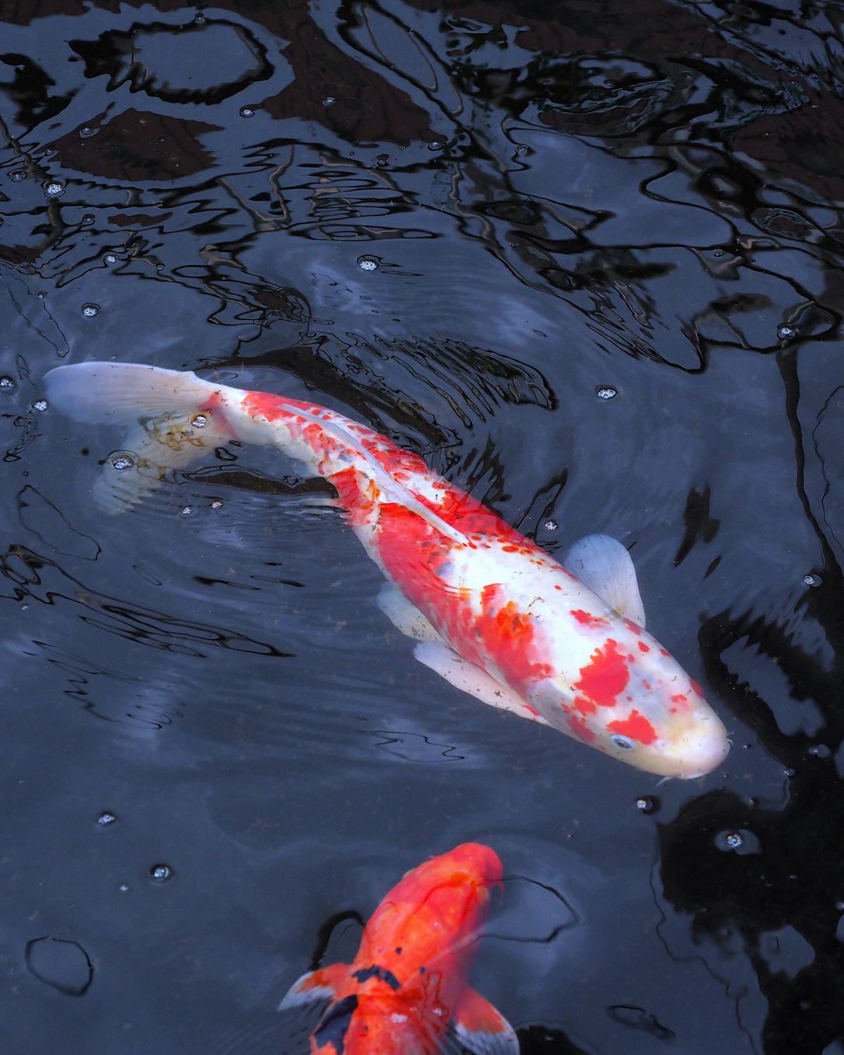 陳永鑑_錦鯉遊緃_20200617w.jpg