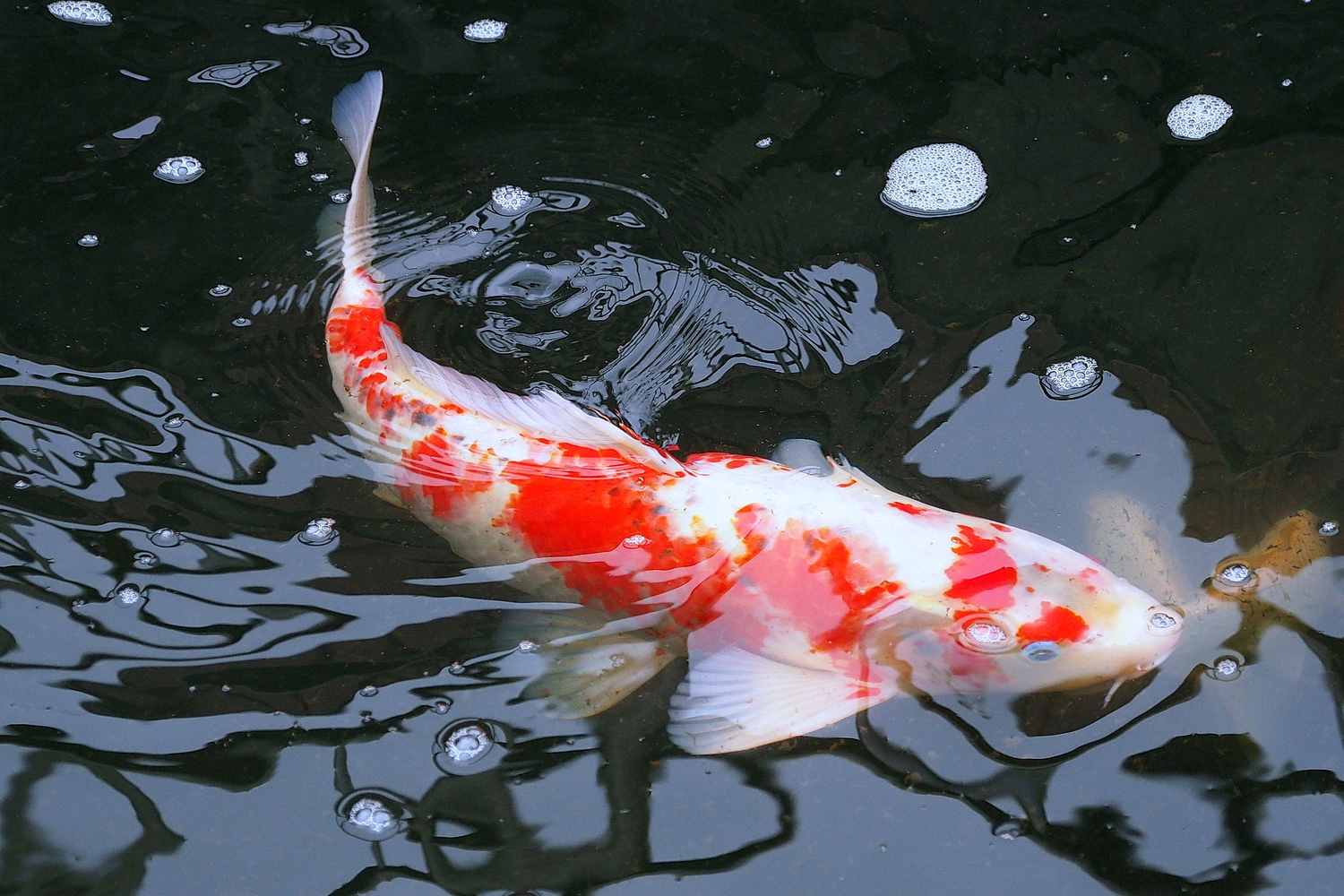 陳永鑑_錦鯉遊緃_20200618f.jpg