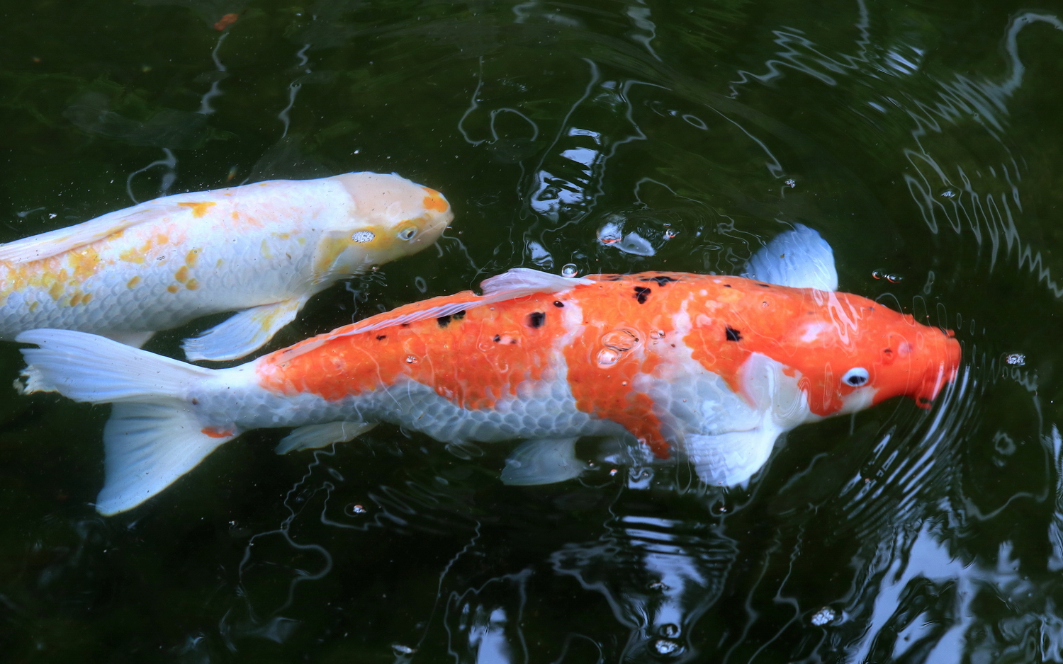 陳永鑑_錦鯉遊緃_20200618t.jpg