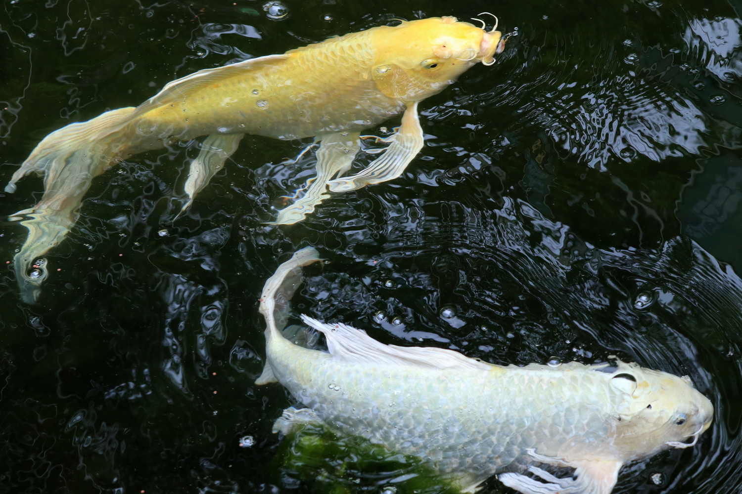 陳永鑑_錦鯉遊緃_20200618s.jpg