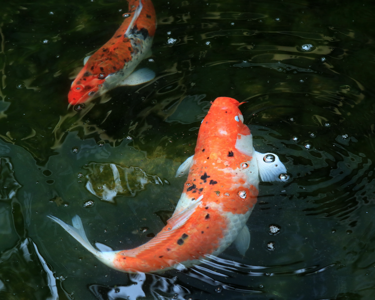 陳永鑑_錦鯉遊緃_20200619d.jpg