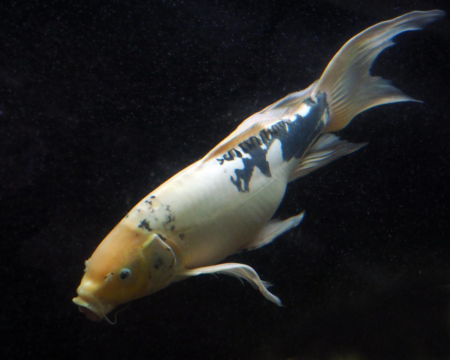 陳永鑑_錦鯉遊緃_20200622a.jpg