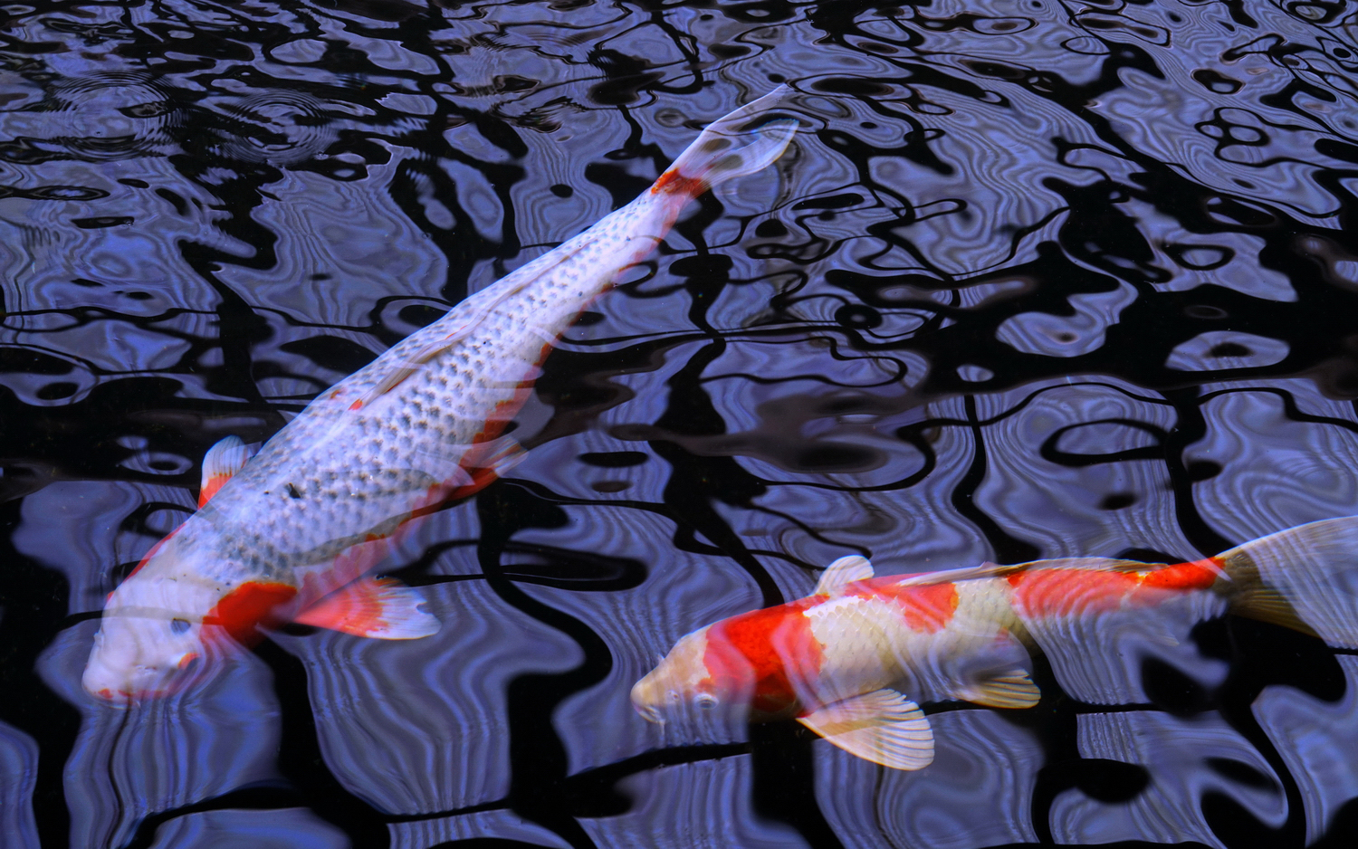 陳永鑑_錦鯉遊緃_20200622n.jpg