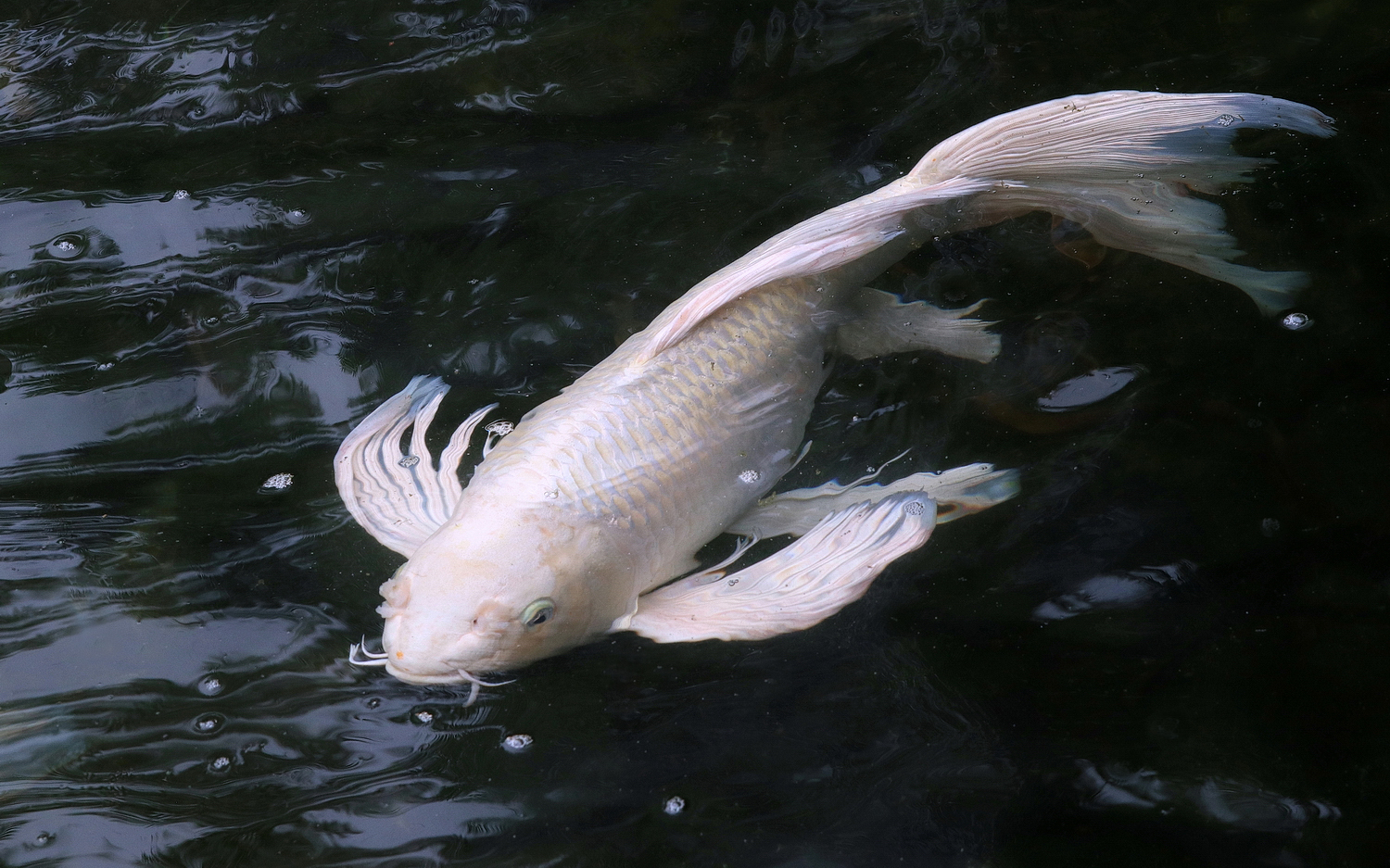 陳永鑑_錦鯉遊緃_20200622w.jpg