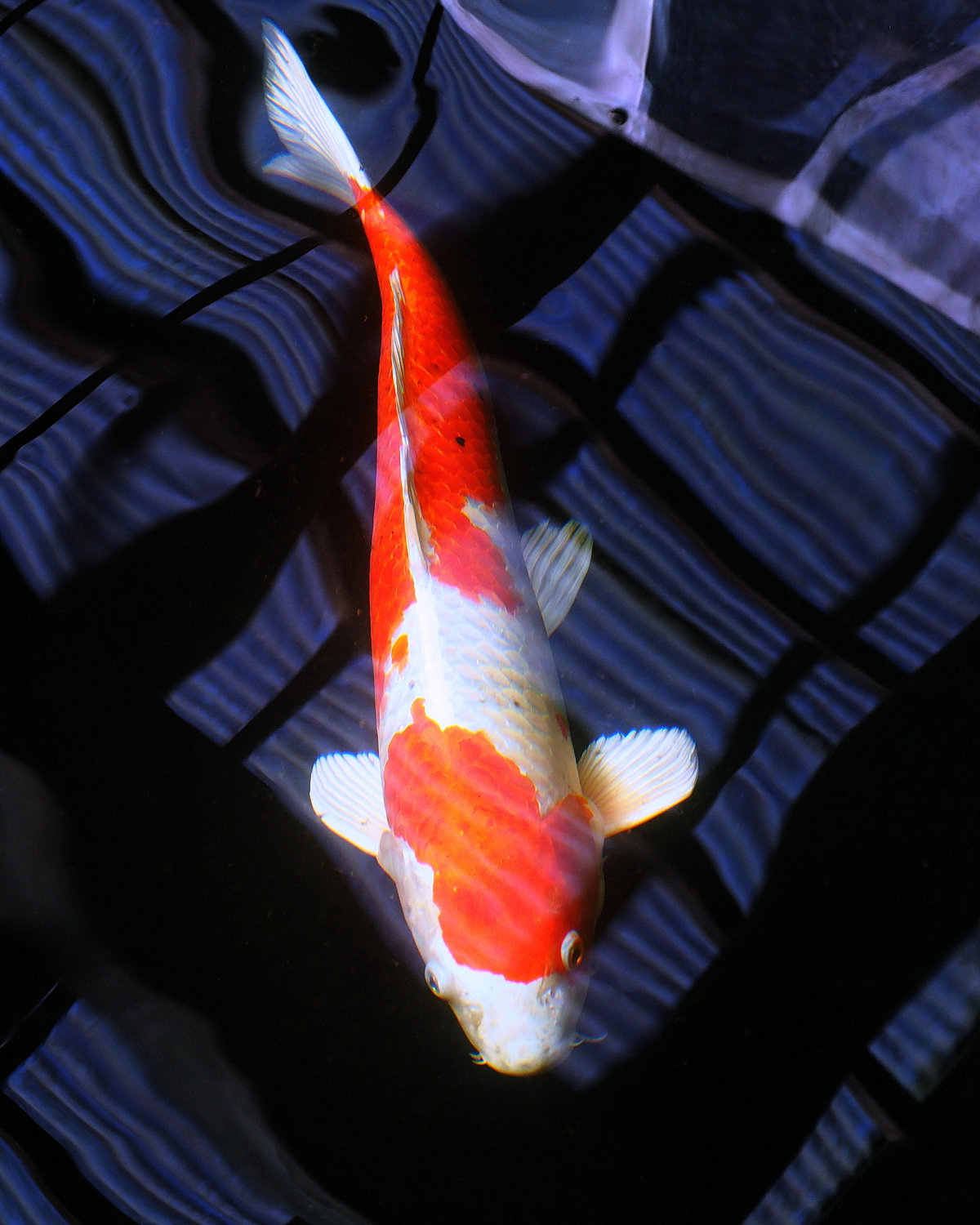 陳永鑑_錦鯉遊緃_20200625o.jpg