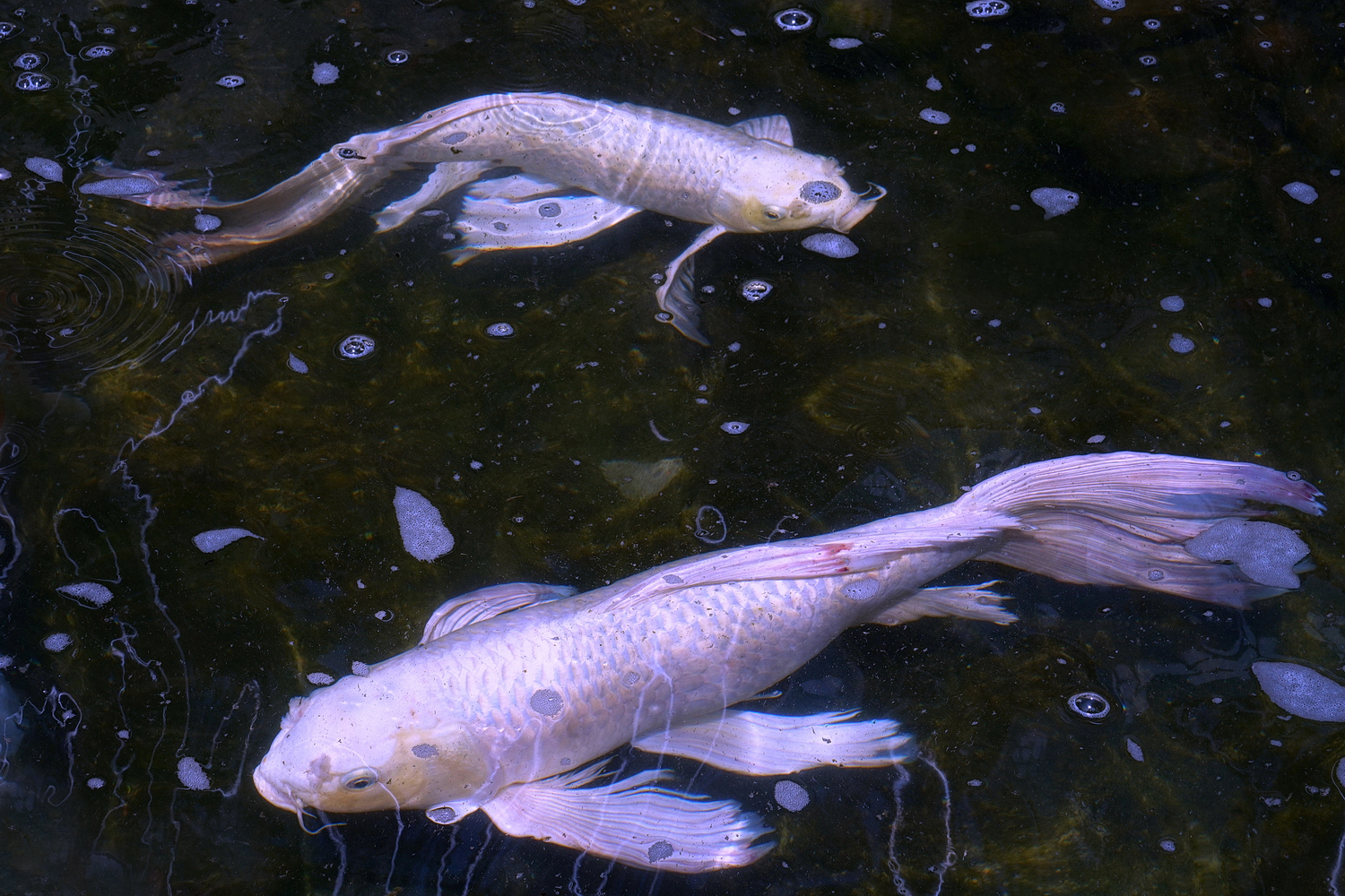 陳永鑑_錦鯉遊緃_20200626c.jpg