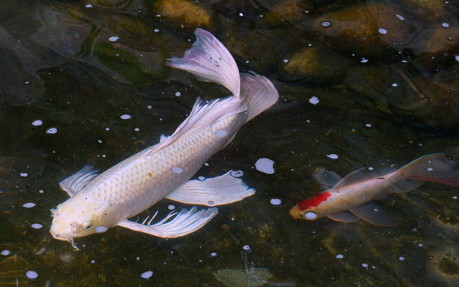 陳永鑑_錦鯉遊緃_20200627q.jpg