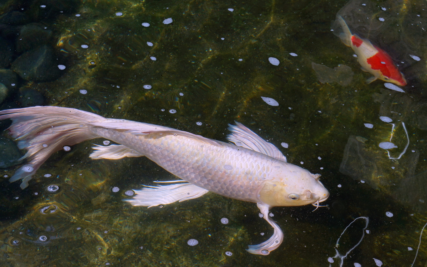 陳永鑑_錦鯉遊緃_20200627p.jpg