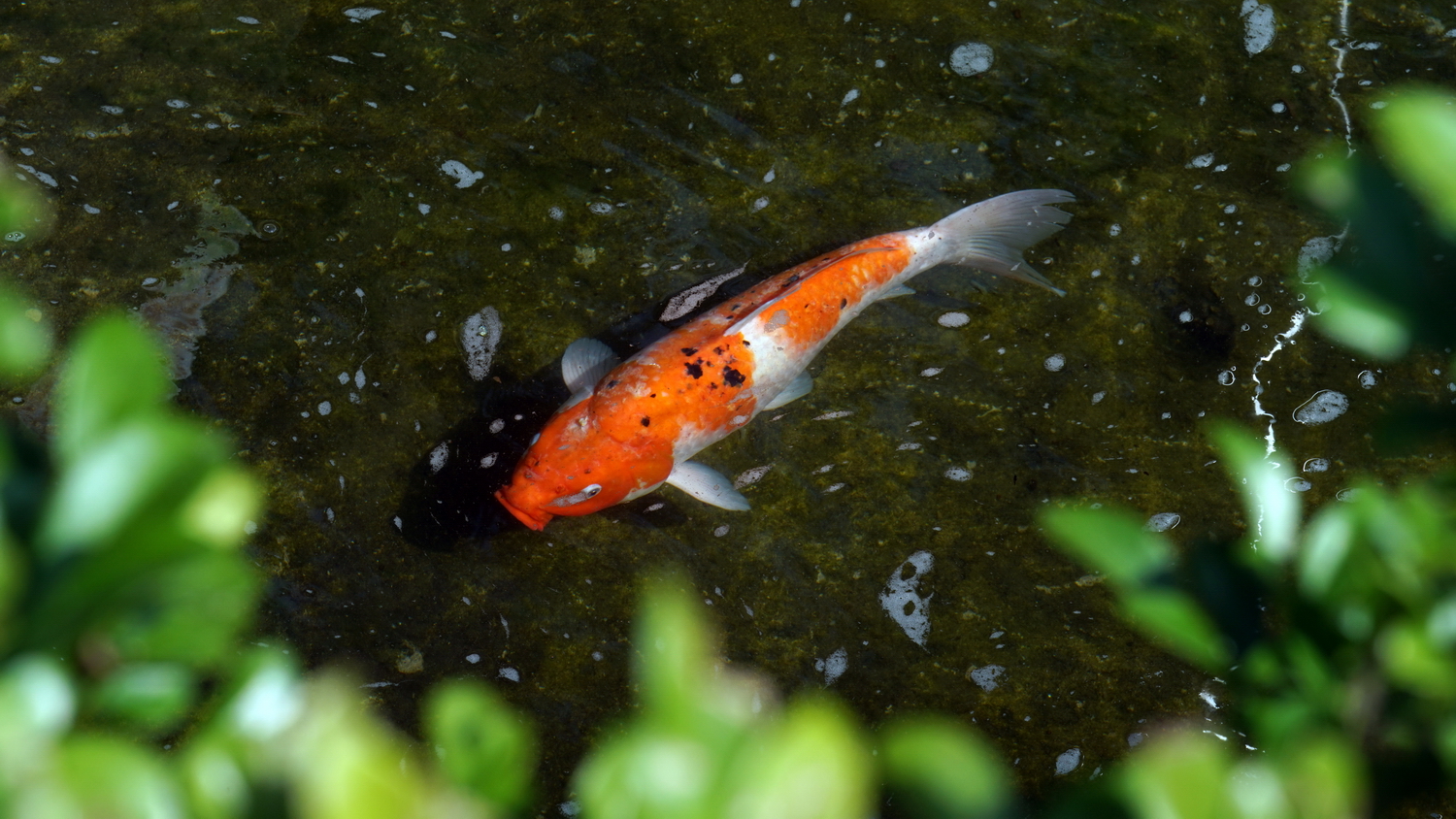 陳永鑑_錦鯉遊緃_20200627i.jpg