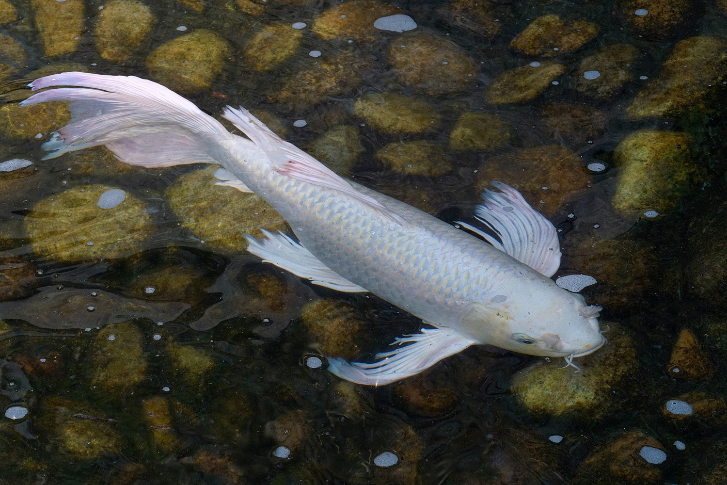 陳永鑑_錦鯉遊緃_20200627z.jpg