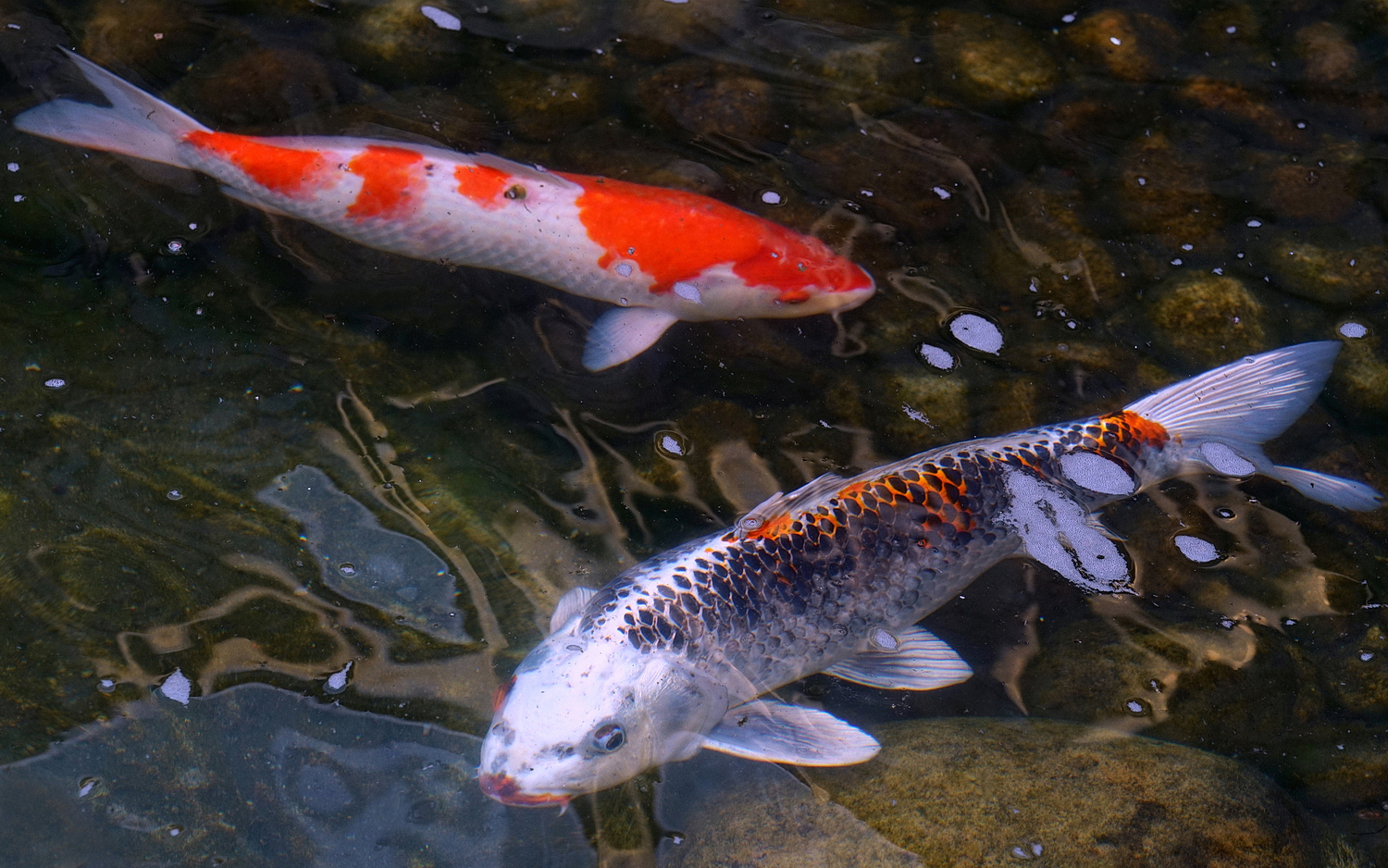 陳永鑑_錦鯉遊緃_20200627u.jpg