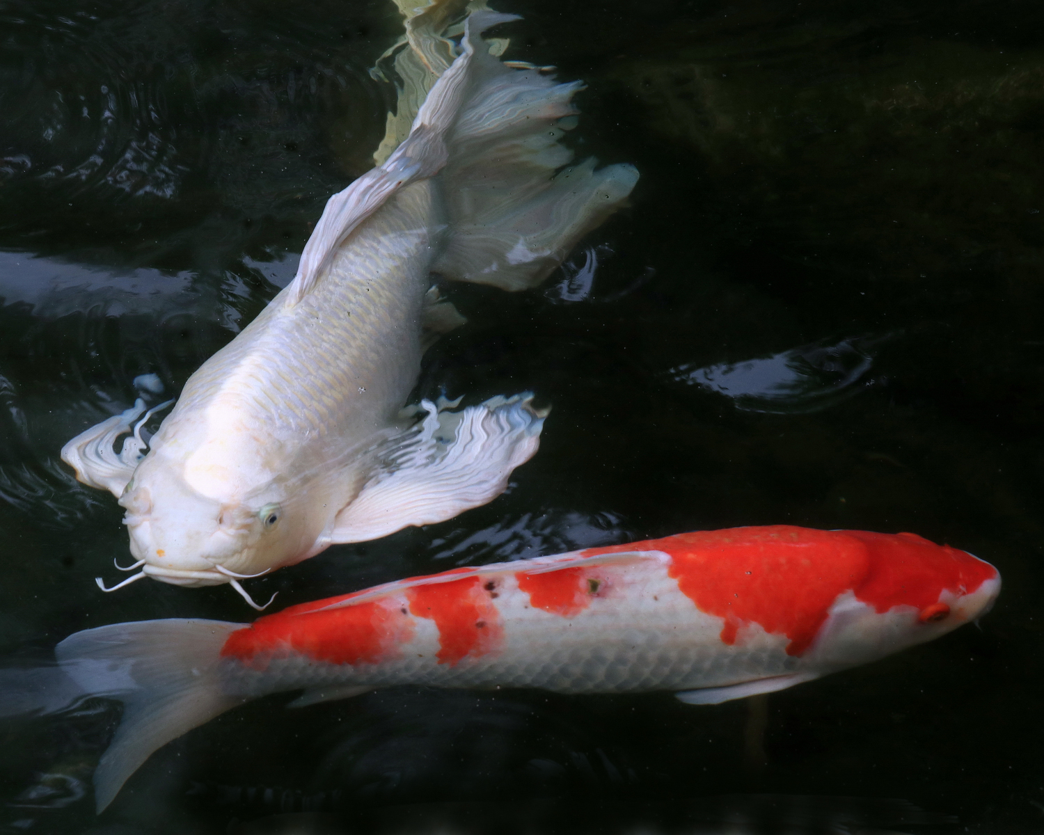 陳永鑑_錦鯉遊緃_20200628l.jpg
