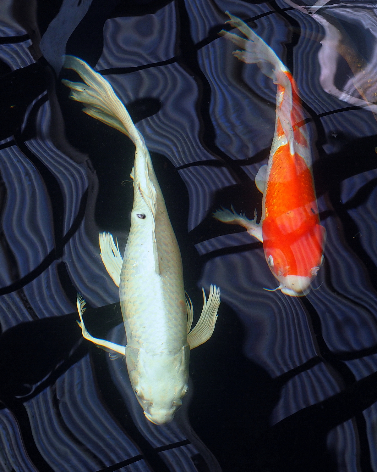 陳永鑑_錦鯉遊緃_20200629f.jpg