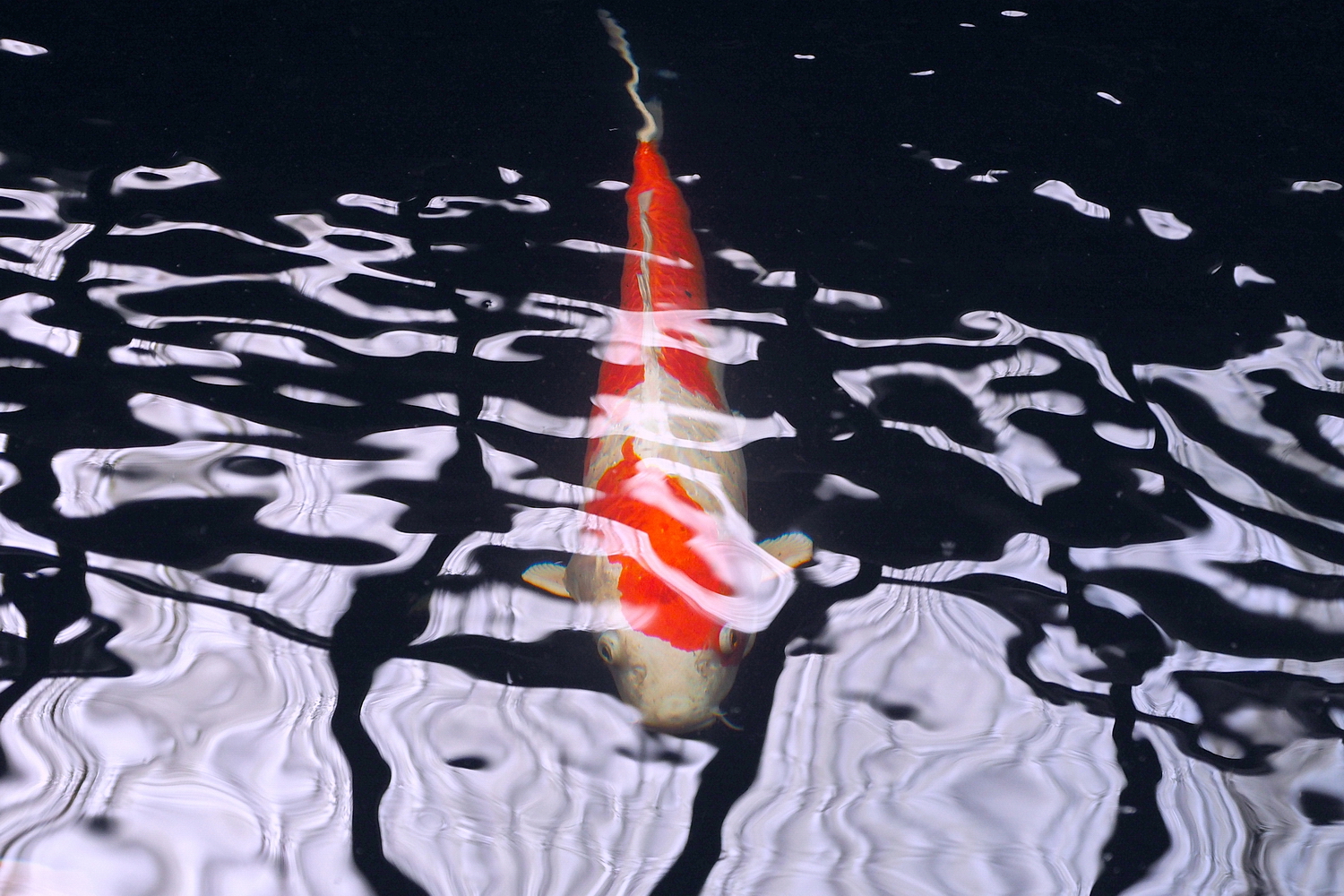 陳永鑑_錦鯉遊緃_20200629b.jpg