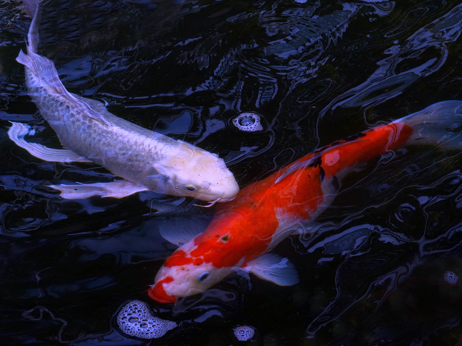 陳永鑑_錦鯉遊緃_20200701d.jpg