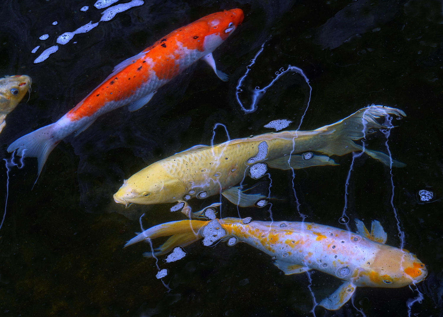 陳永鑑_錦鯉遊緃_20200701c.jpg