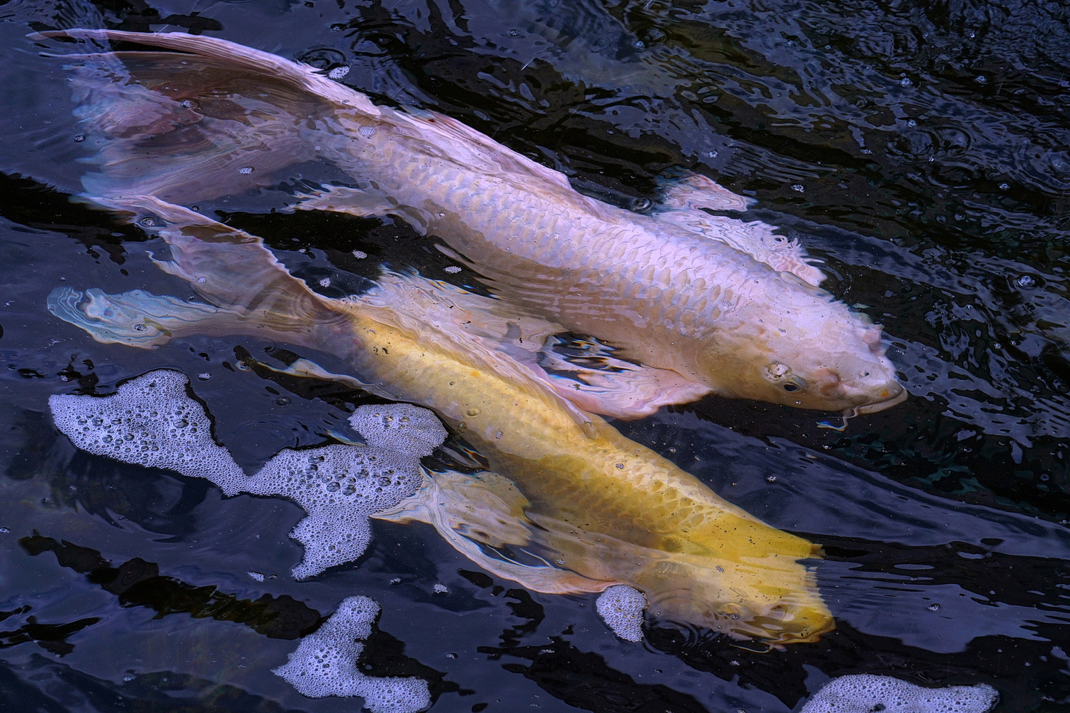 陳永鑑_錦鯉遊緃_20200701a.jpg