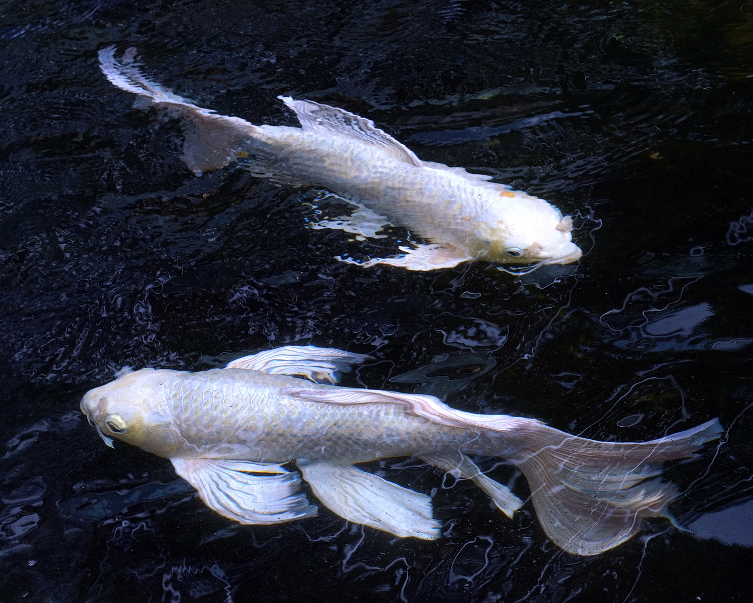 陳永鑑_錦鯉遊緃_20200701o.jpg