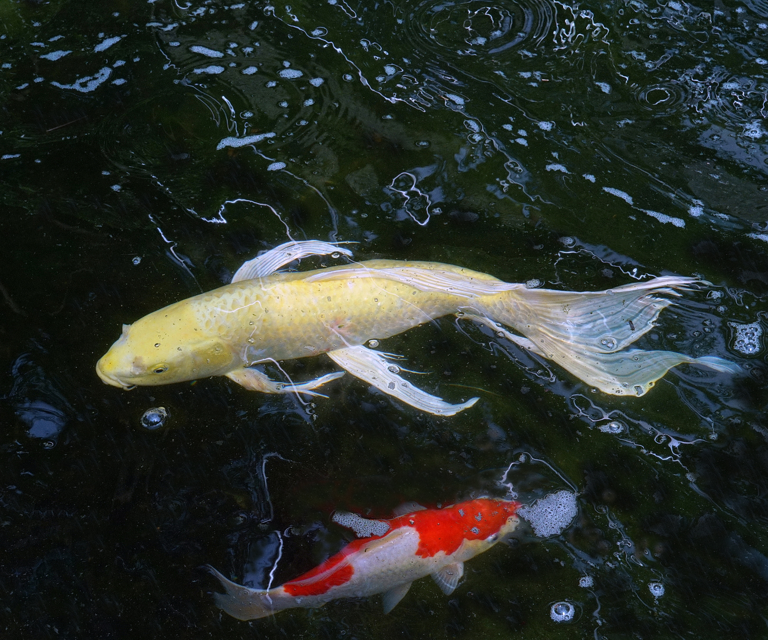 陳永鑑_錦鯉遊緃_20200701k.jpg