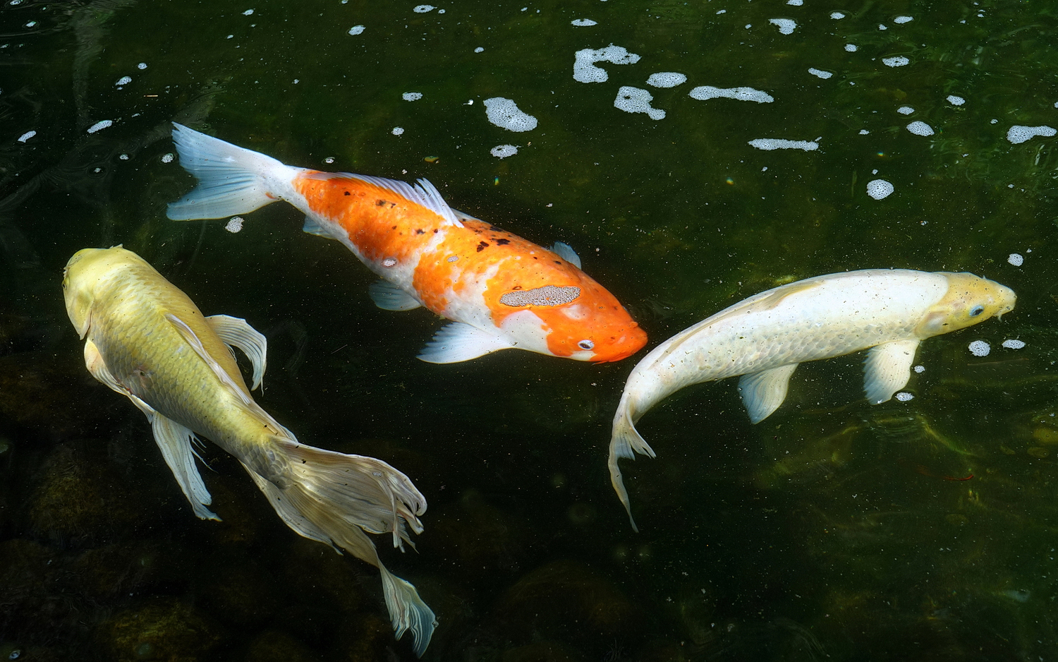 陳永鑑_錦鯉遊緃_20200701i.jpg