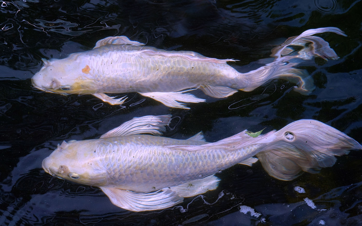 陳永鑑_錦鯉遊緃_20200701u.jpg