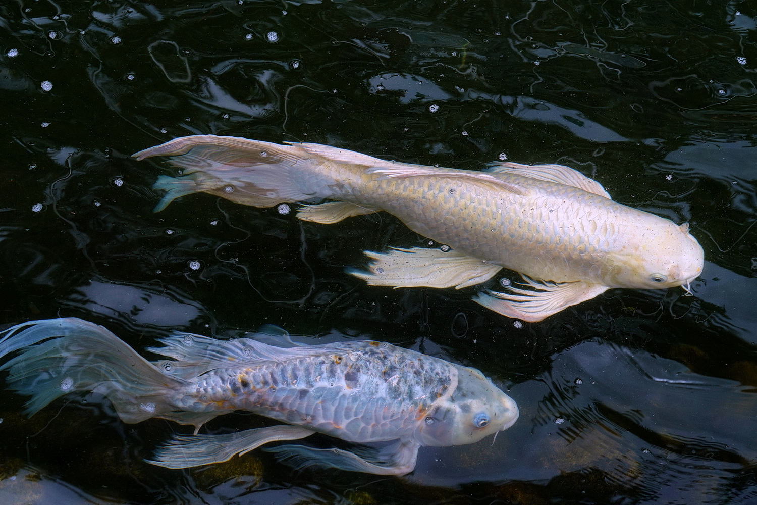 陳永鑑_錦鯉遊緃_20200702e.jpg